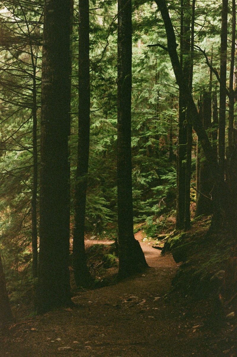 A mossy tree in a patch of light, surrounded by a dimly lit forest