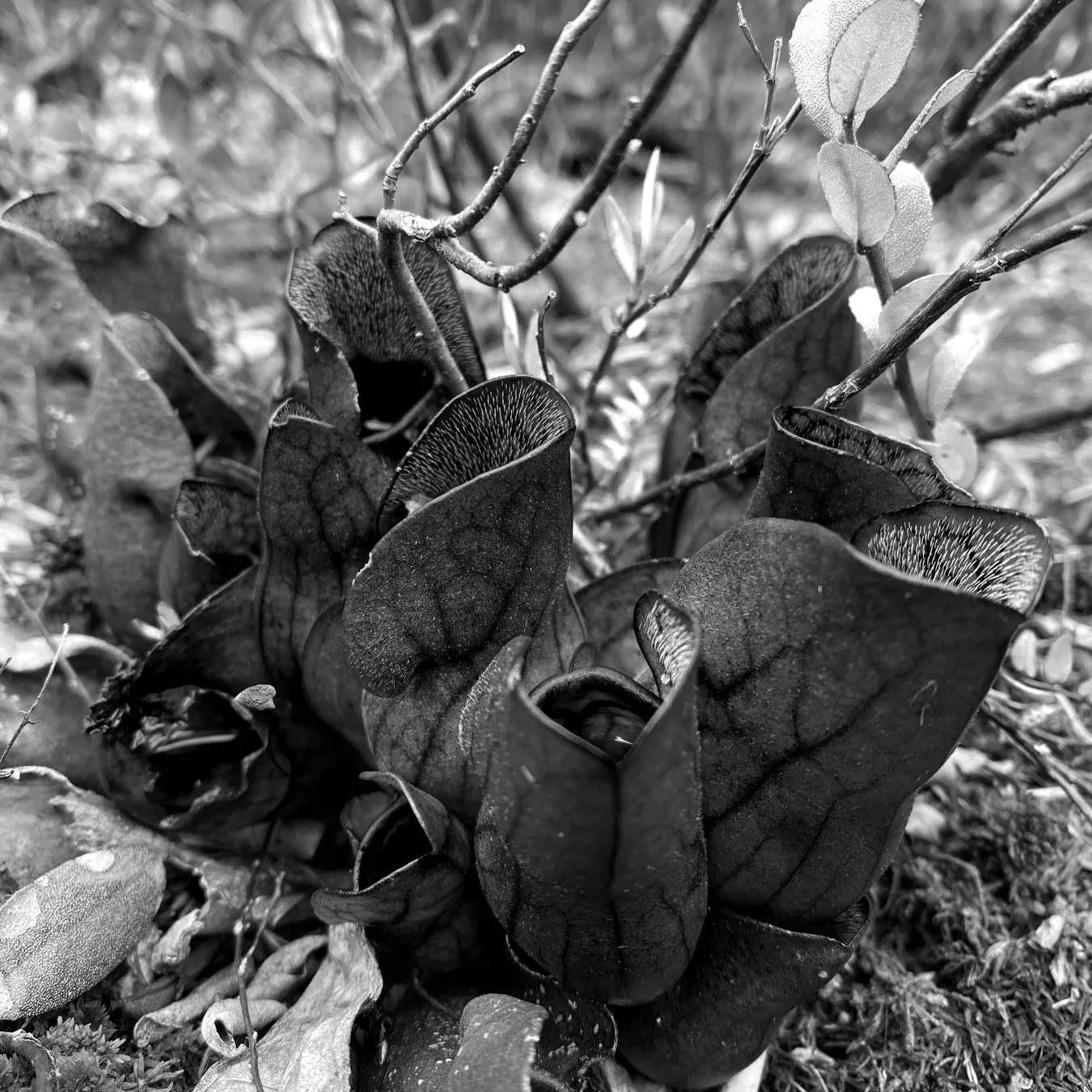 A black and white photo of some strange pitcher plants among dry leaves and moss